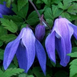 Heirloom Non-GMO Blue Clematis Flower Seeds for Planting – Vibrant Climbing Vine Bloom Seeds - Non-GMO for planting in home garden